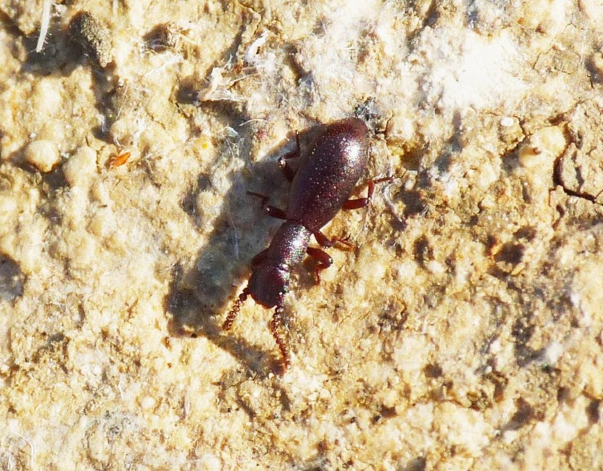 Piccolissimo Tenebrionidae: Dichillus